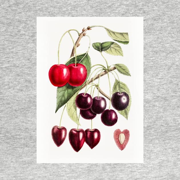 Hand drawn cherry by WAITE-SMITH VINTAGE ART